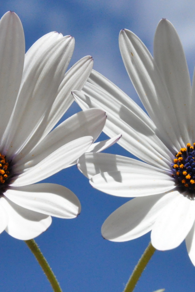 Две белых ромашки с синей серединкой