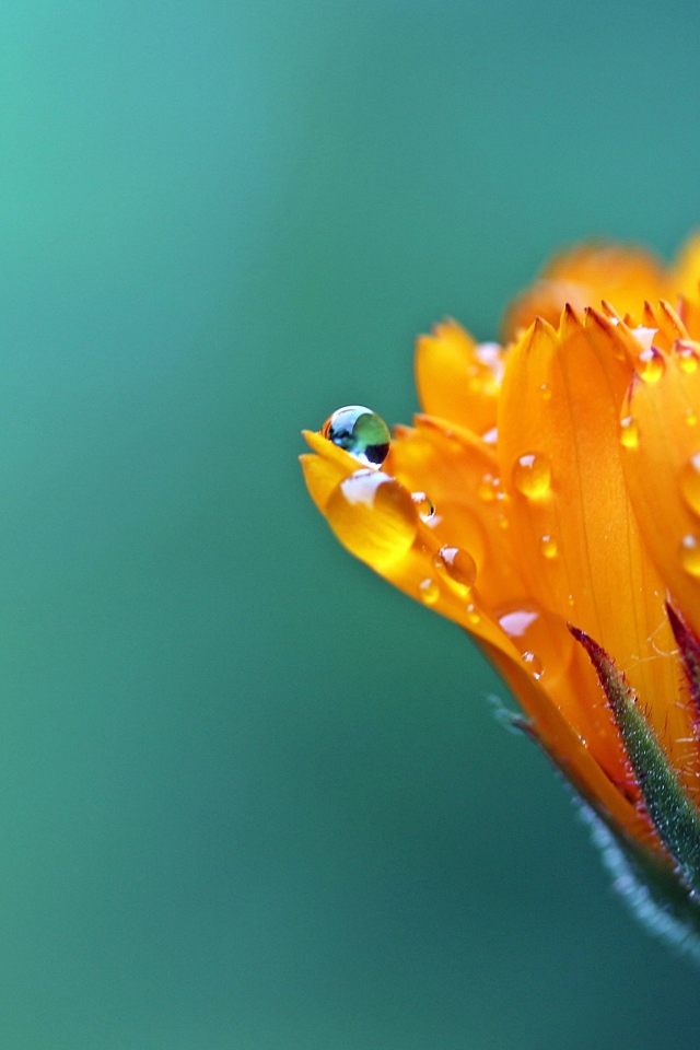 Нераспустившийся оранжевый цветок календулы в каплях росы