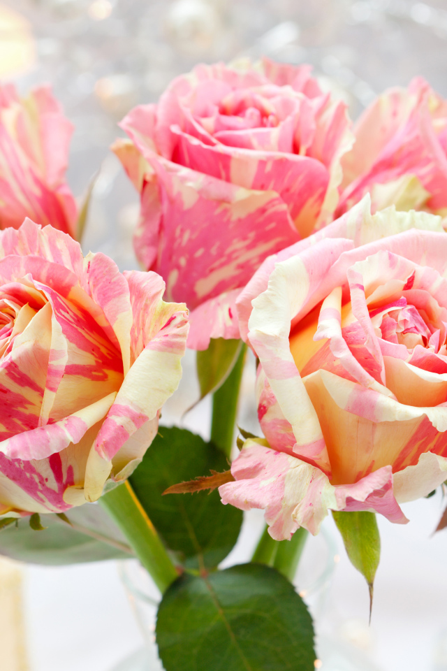 Необычные красивые розы крупным планом