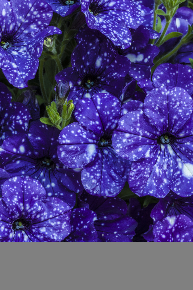 Фиолетовые красивые цветы петуния крупным планом