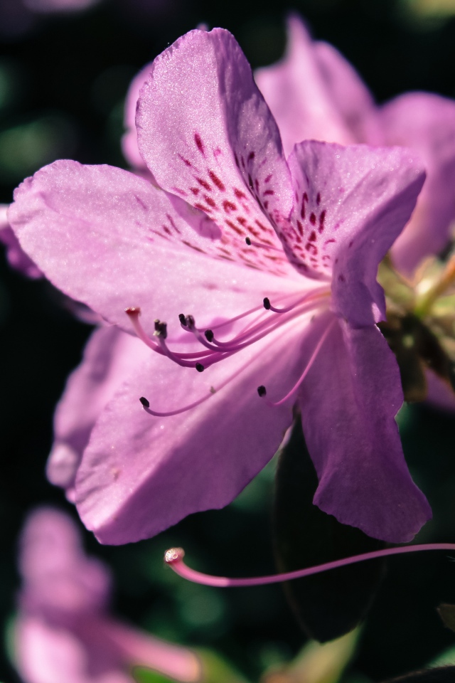 Фиолетовый цветок Рододендрон 