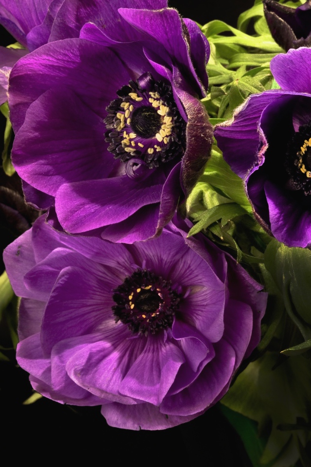 Фиолетовые цветы анемоны крупным планом