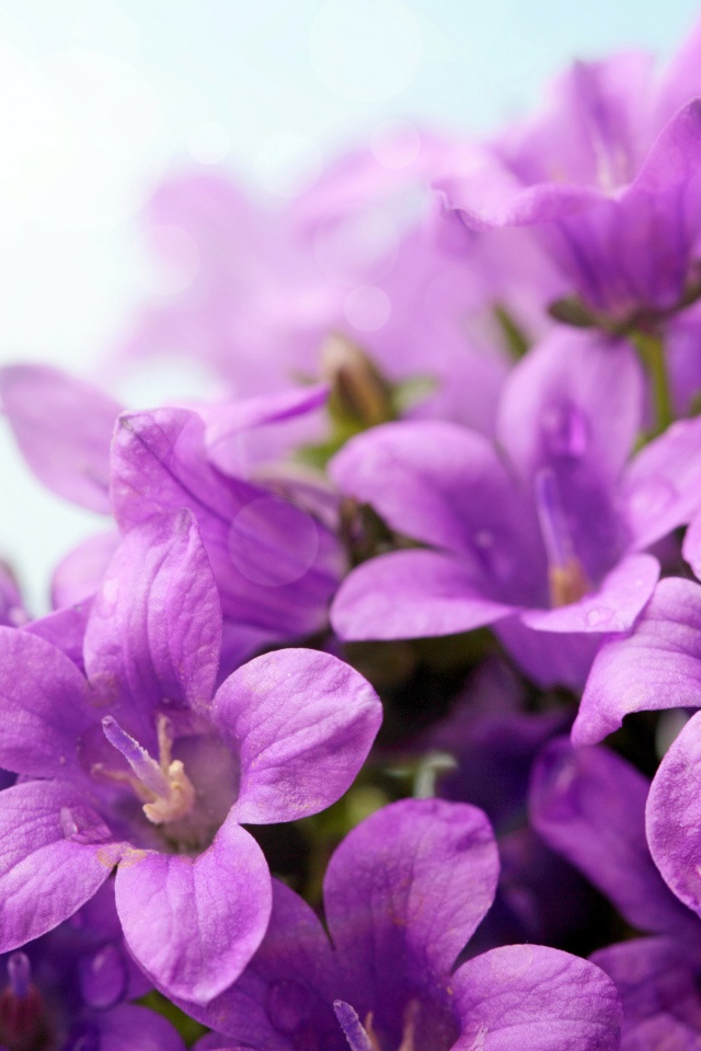 Фиолетовые цветы колокольчики крупным планом