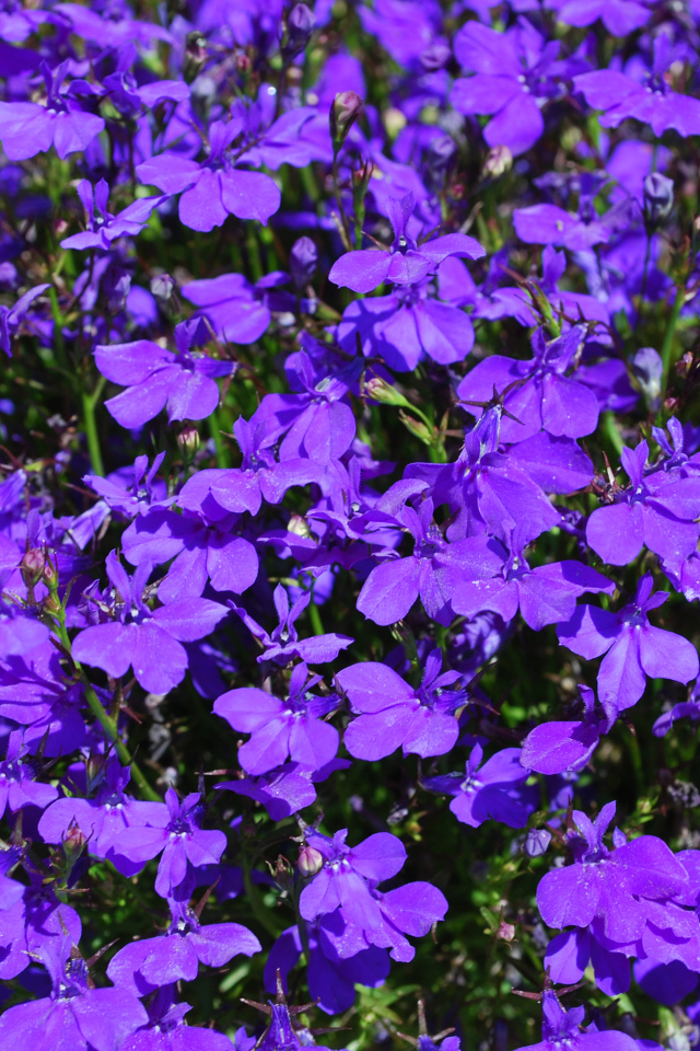 Фиолетовые цветы лобелия крупным планом