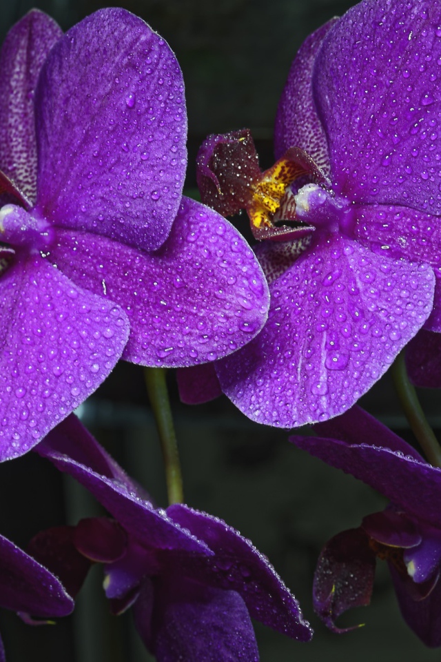 Фиолетовые цветы нежной орхидеи в каплях воды 