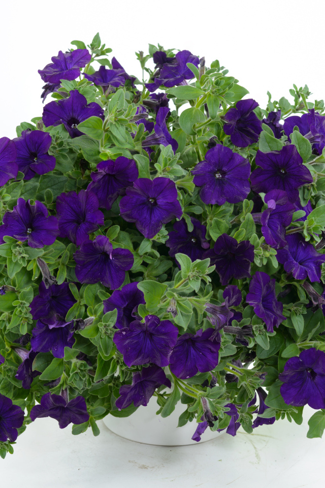 Фиолетовые цветы петуния в вазе на белом фоне