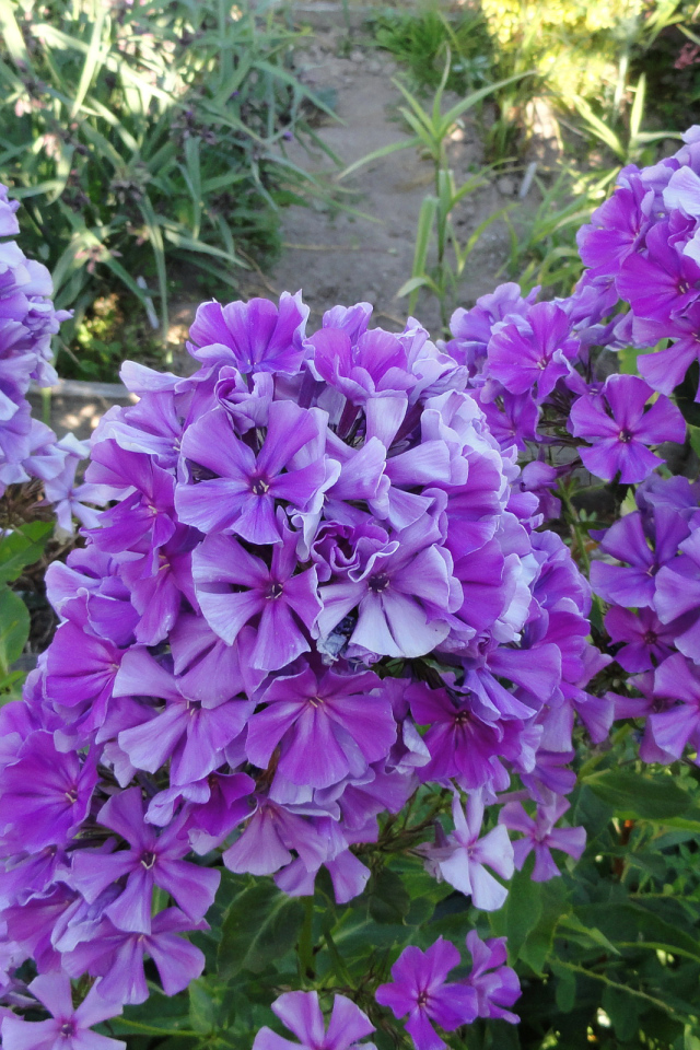 Фиолетовые цветы флоксы на клумбе крупным планом