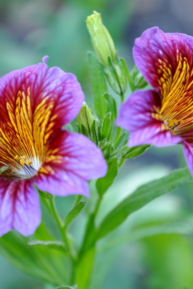 Фиолетовые цветы сальпиглоссис крупным планом