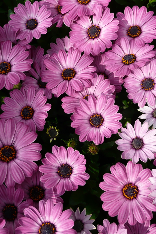 Фиолетовые комнатные цветы цинерария 