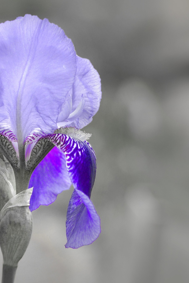 Фиолетовый ирис крупным планом на сером фоне
