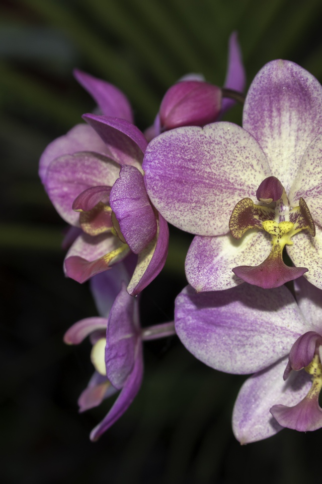 Фиолетовые цветы орхидеи крупным планом 