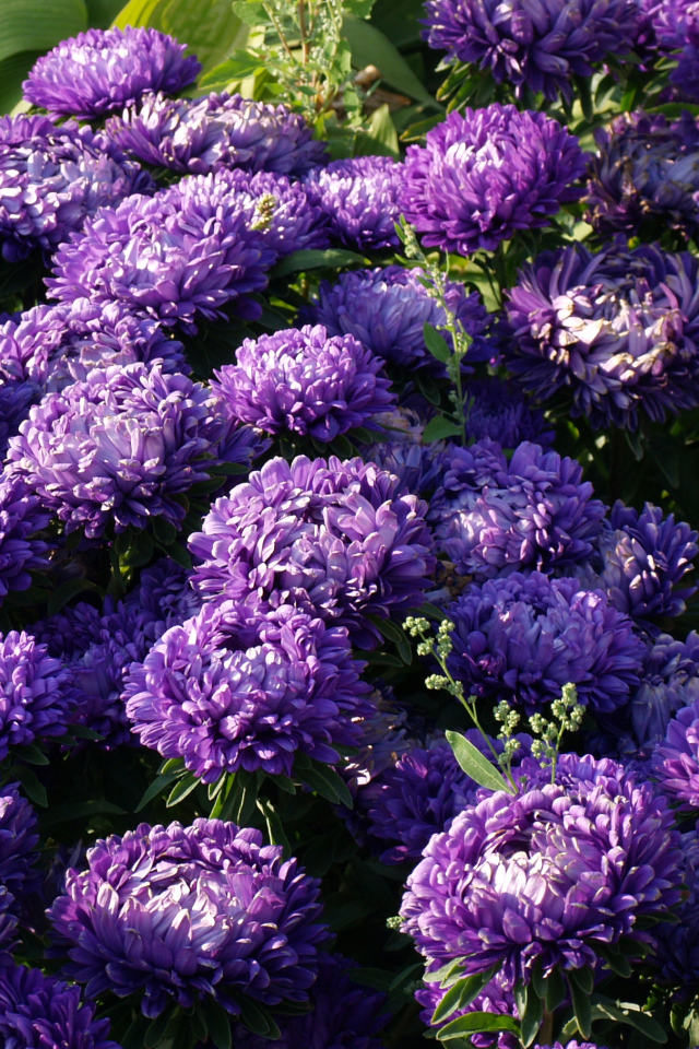 Фиолетовые летние цветы астры в саду