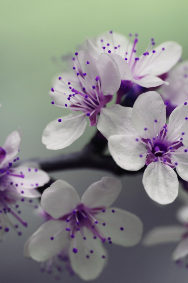 Бело - фиолетовые весенние цветы на ветке 