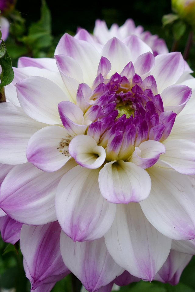 Бело - фиолетовый цветок георгины вблизи