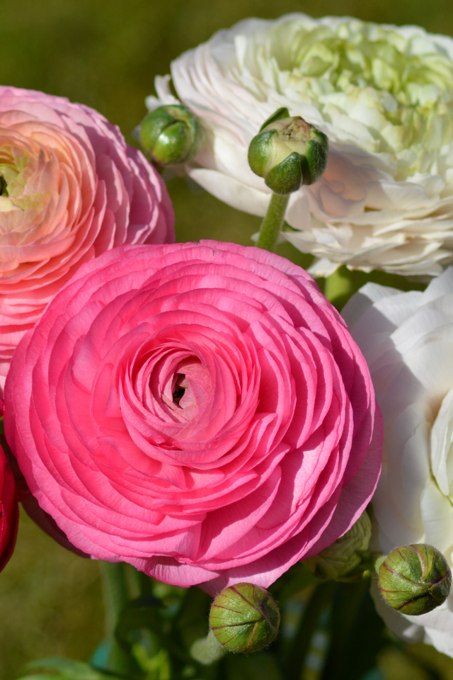 Белые и розовые красивые цветы лютики крупным планом