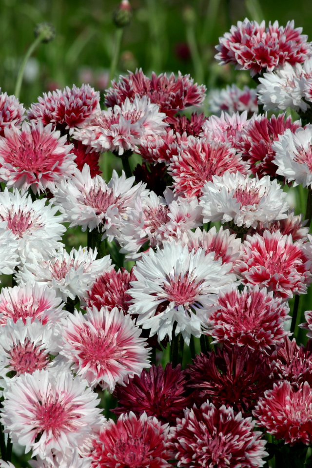 Белые и розовые васильки крупным планом