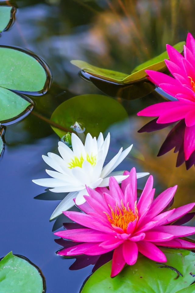 Белые и розовые цветы водяной лилии в пруду