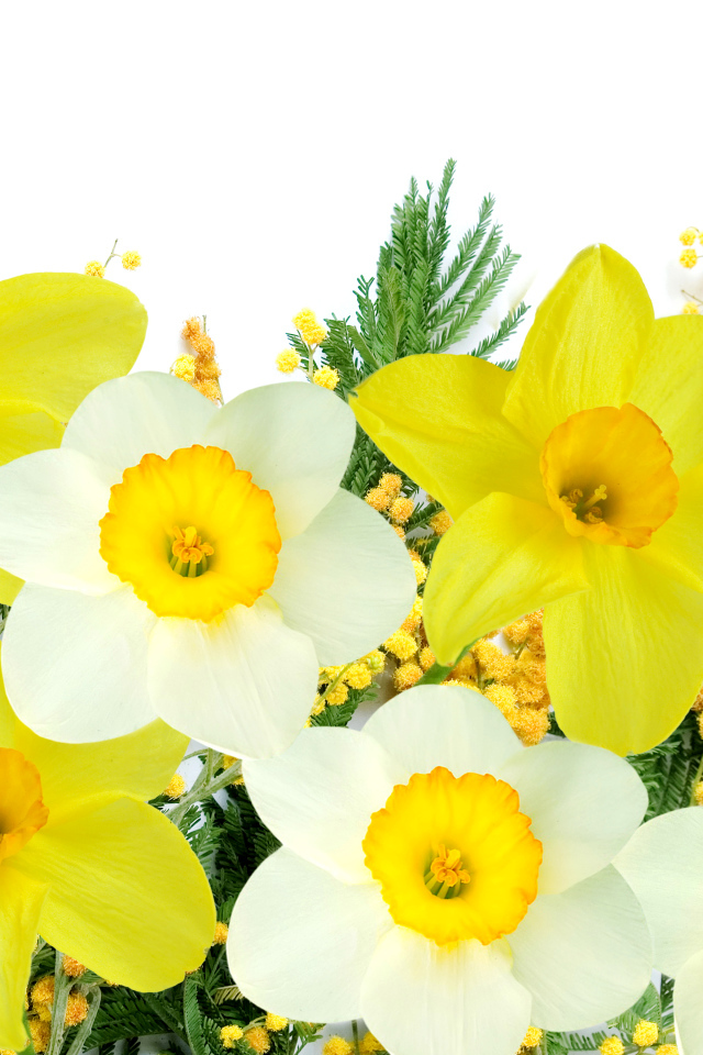 Белые и желтые нарциссы с мимозой на белом фоне