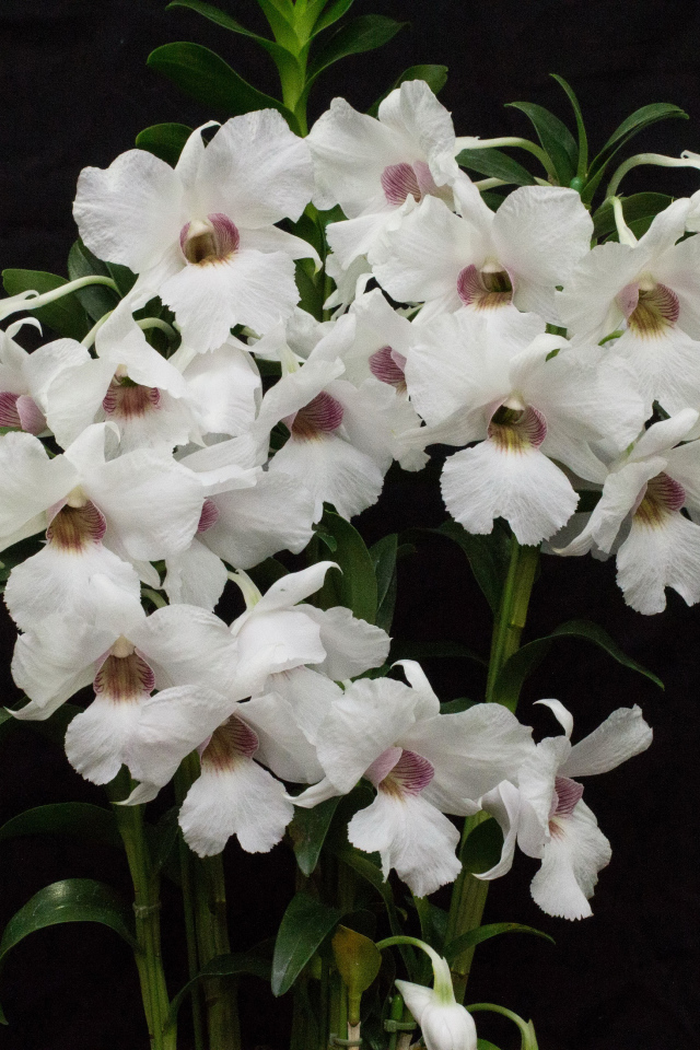 Белые красивые орхидеи на черном фоне