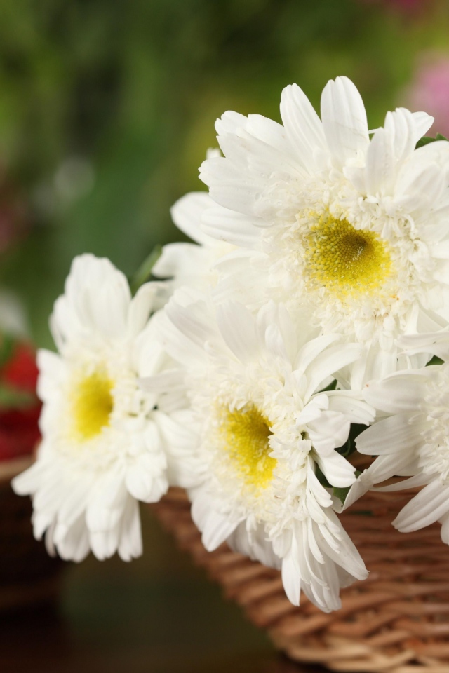 Белоснежные цветы хризантемы в корзине
