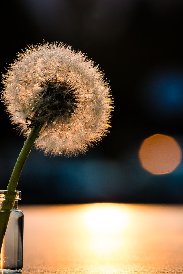 Белый одуванчик в свете солнца на столе