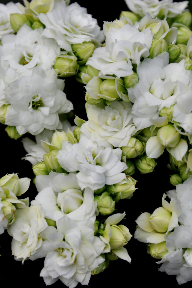 Белые нежные цветы каланхоэ с бутонами крупным планом