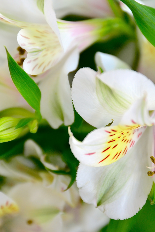 Белые нежные цветы альстрёмерия крупным планом