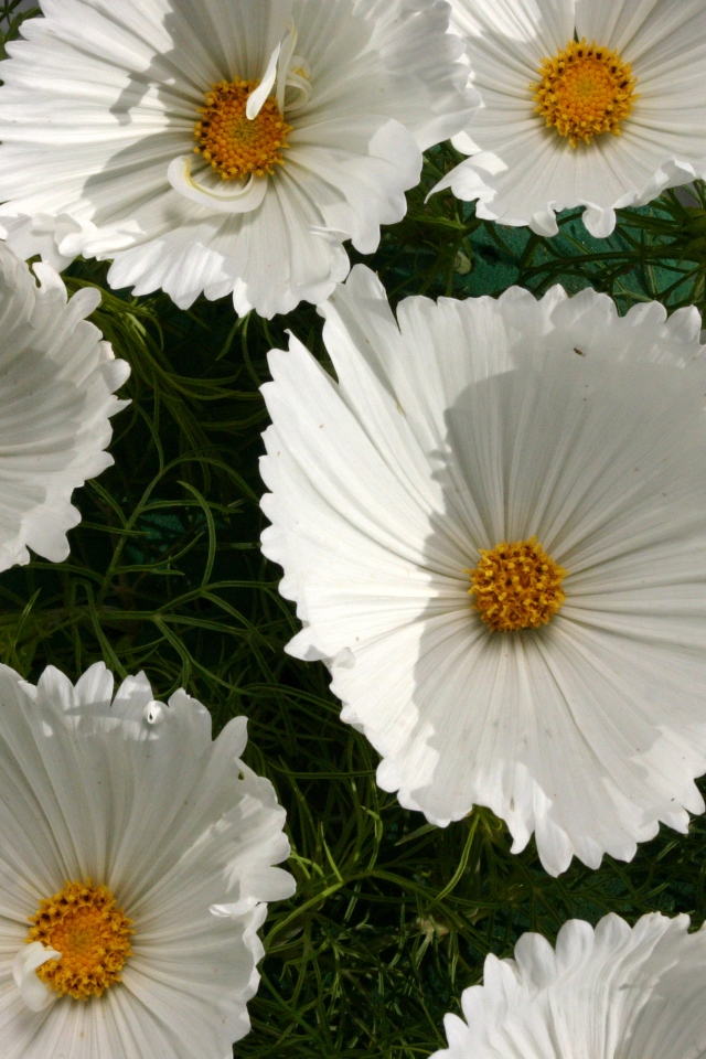 Белые нежные цветы космея крупным планом