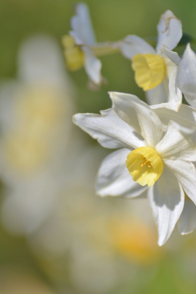 Белые нежные цветы нарциссы крупным планом