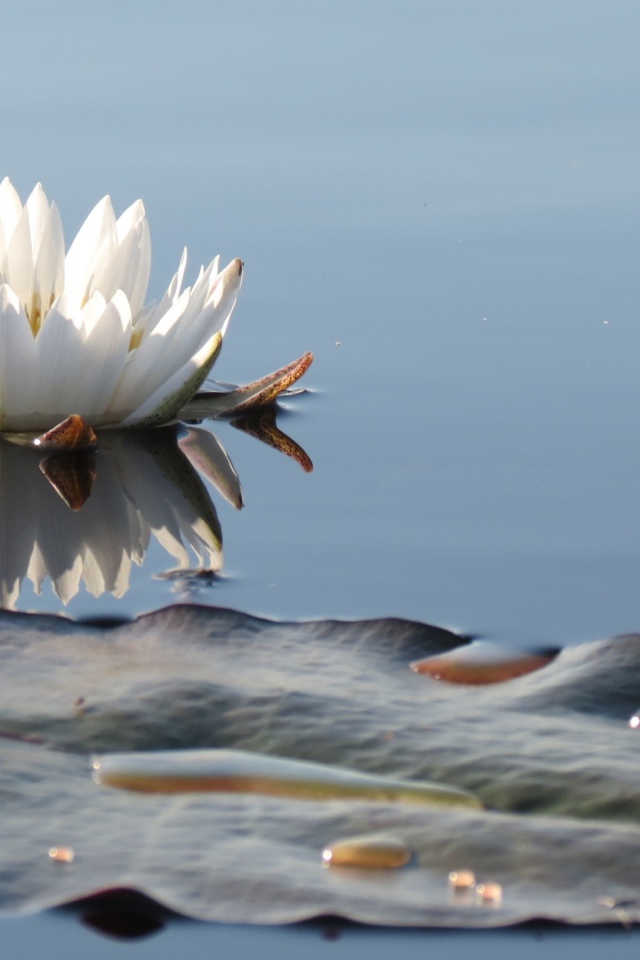 Белый нежный цветок лотоса в водоеме 