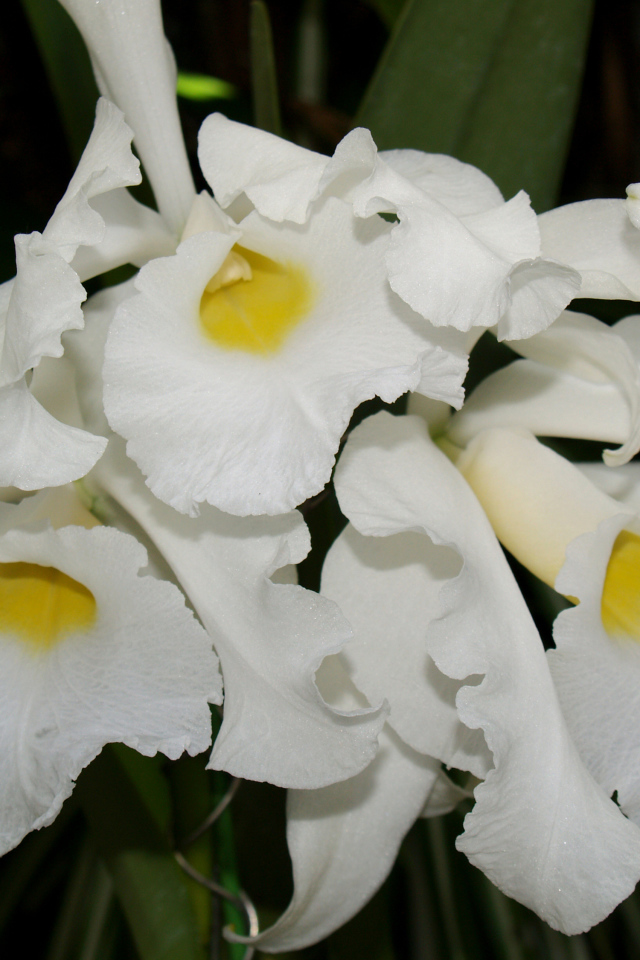 Белые экзотические орхидеи крупным планом