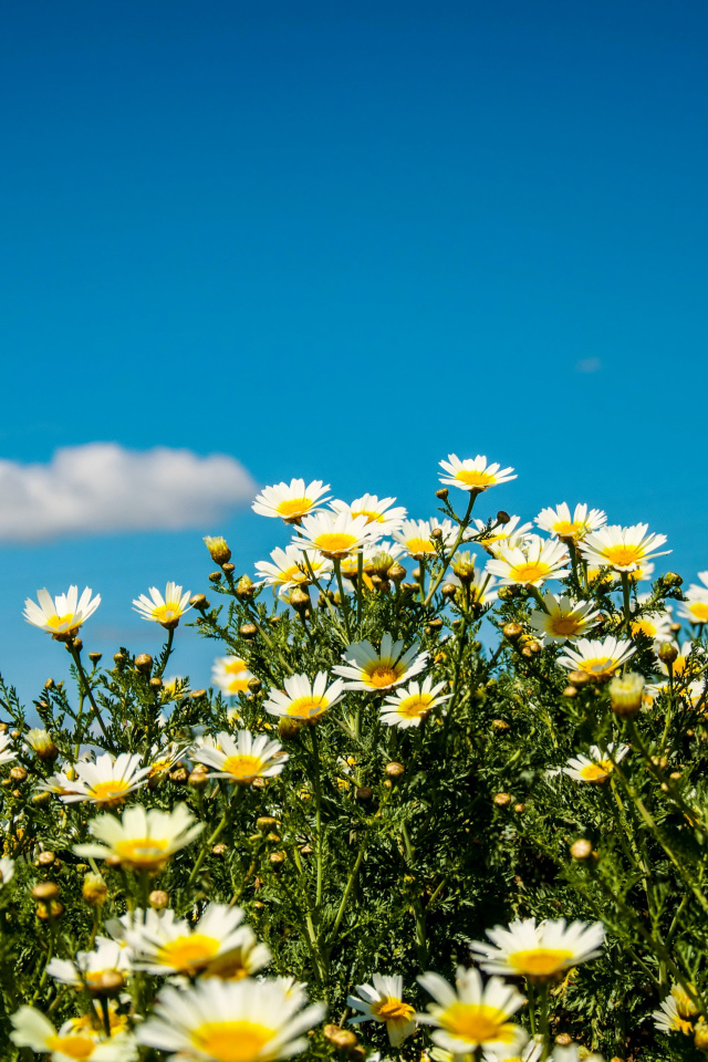 Белые полевые ромашки под летним голубым небом