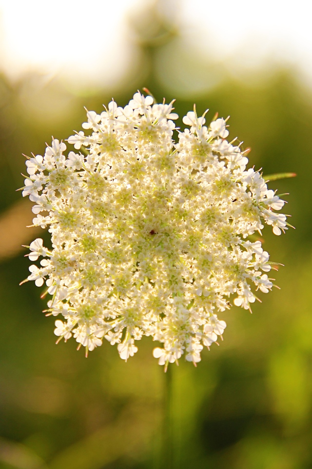 Белый полевой цветок в лучах солнца
