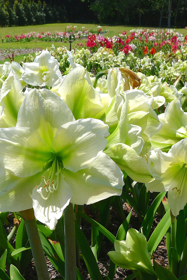 Белые цветы Амариллис на клумбе крупным планом 