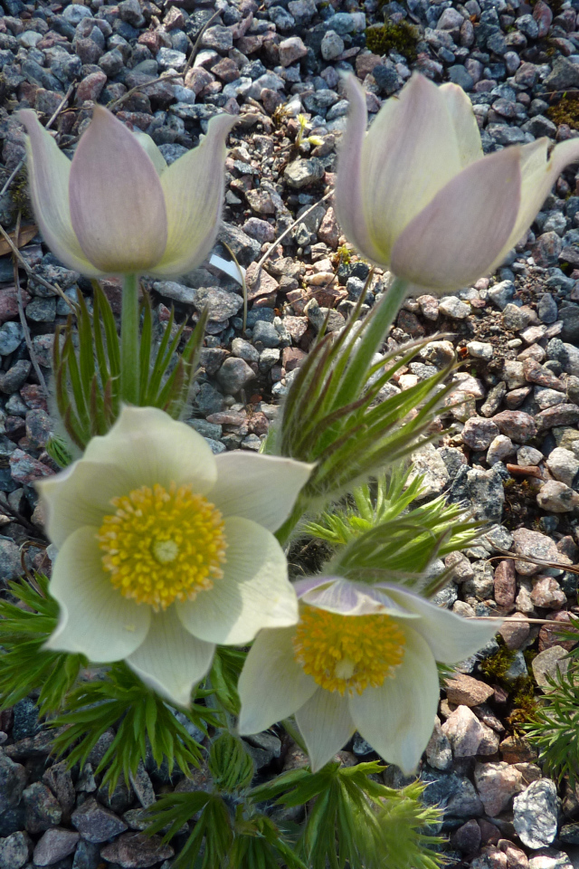 Белые цветы прострел растут на камнях