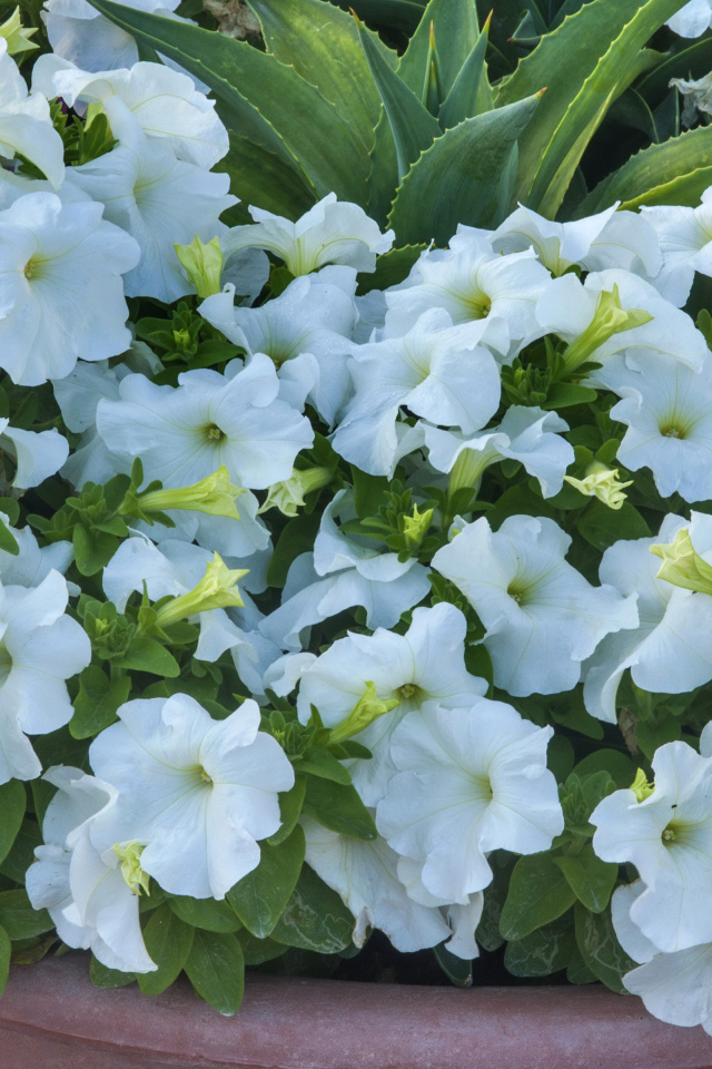 Белые цветы петуния крупным планом