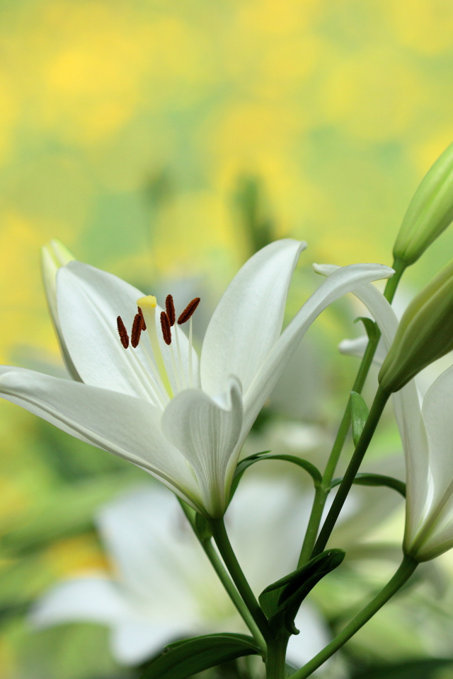 Белые лилии с бутонами крупным планом