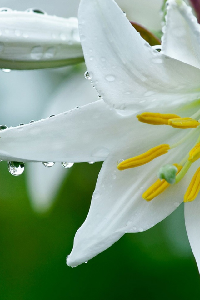 Белая лилия с бутонами в каплях росы