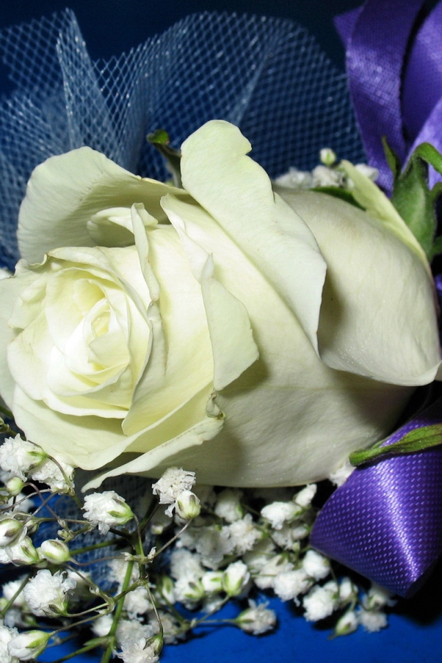 Белая роза с гипсофилой перевязаны фиолетовой лентой