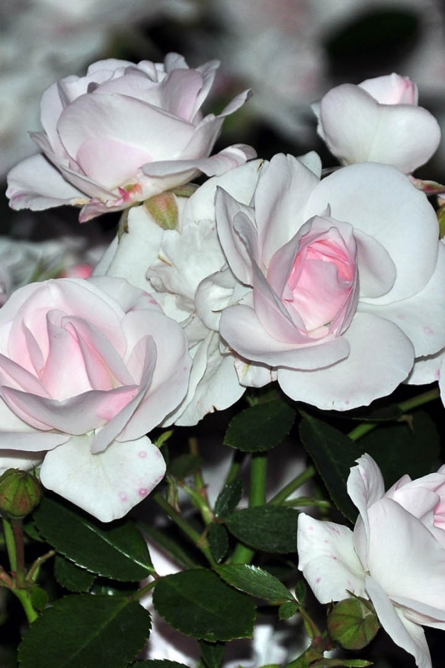 Белые розы с розовыми серединками