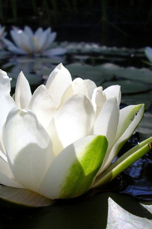 Белая кувшинка с зелеными листьями в воде