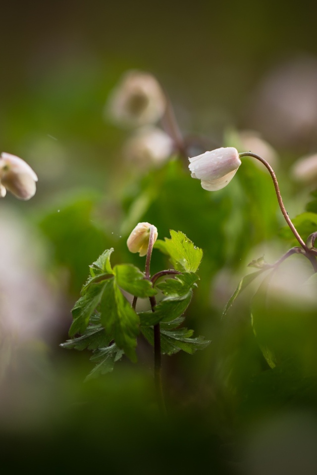 Полевые цветы Ветреница распускаются на рассвете 