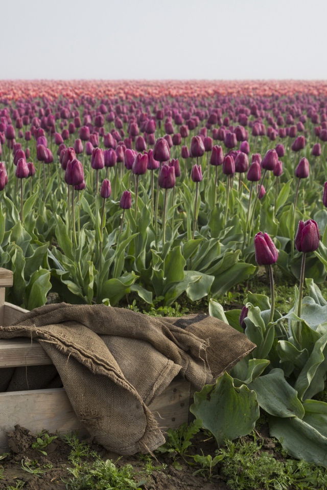 Деревянный ящик рядом с полем сиреневых тюльпанов