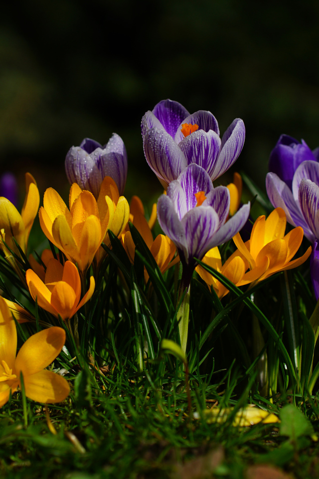 Желтые и фиолетовые цветы крокусы  