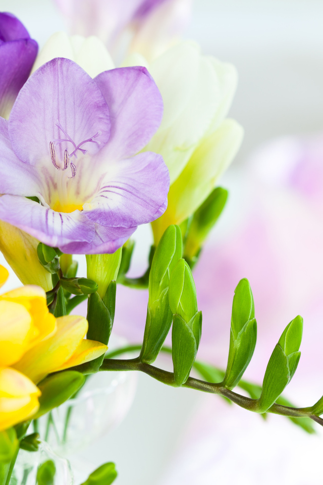 Желтые и сиреневые цветы фрезии