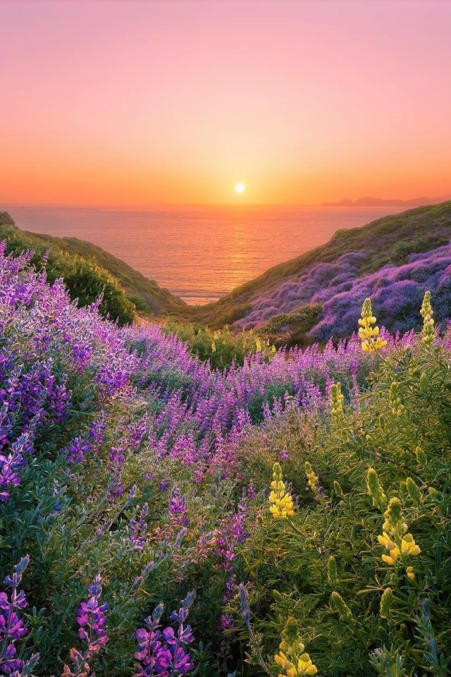 Желтые и сиреневые люпины на склонах береговой линии на закате
