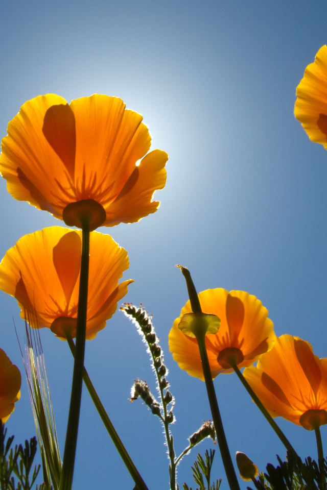 Желтые красивые цветы Эшшольция на фоне голубого неба 