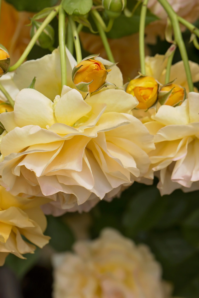 Желтые красивые розы с бутонами