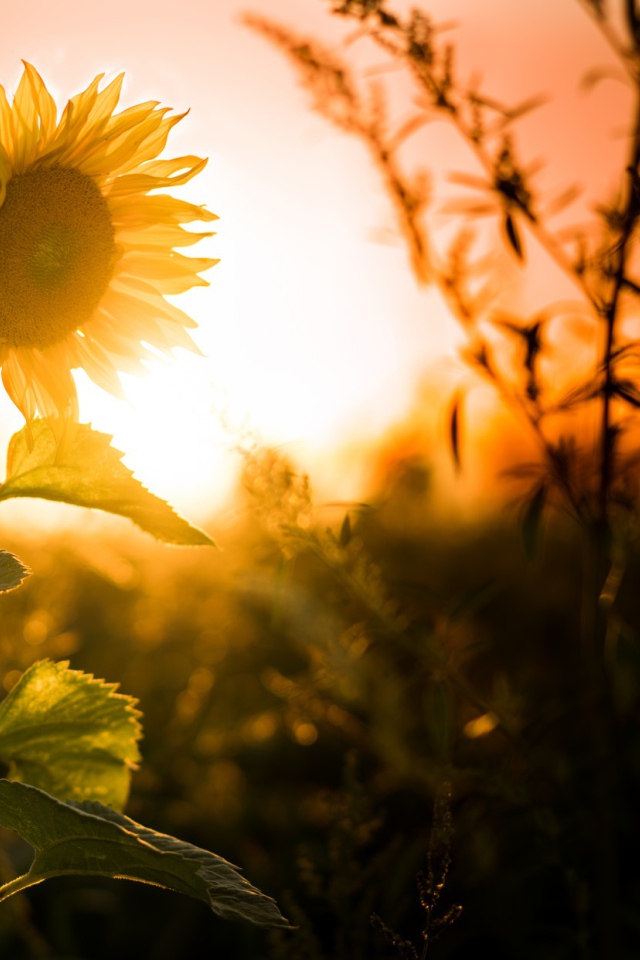 Желтый цветущий подсолнух на закате солнца