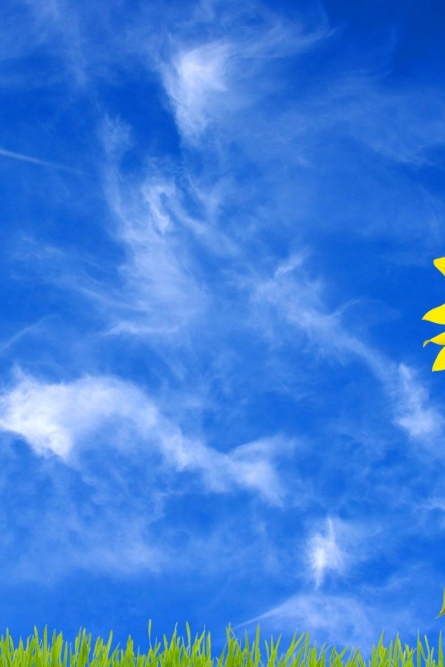 Желтый цветущий подсолнух под ярким солнцем 